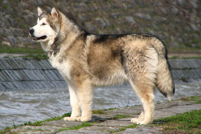 Alaskan Huskies Puppies For Sale