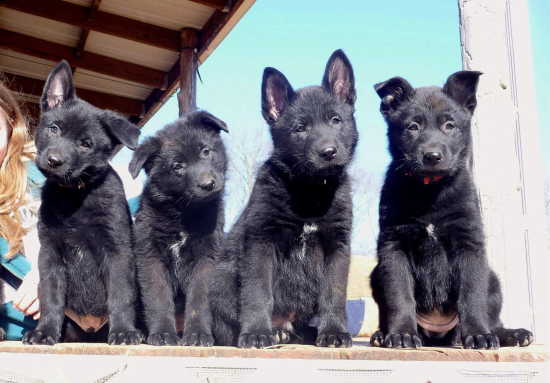 Black German Shepherd Puppies Pictures