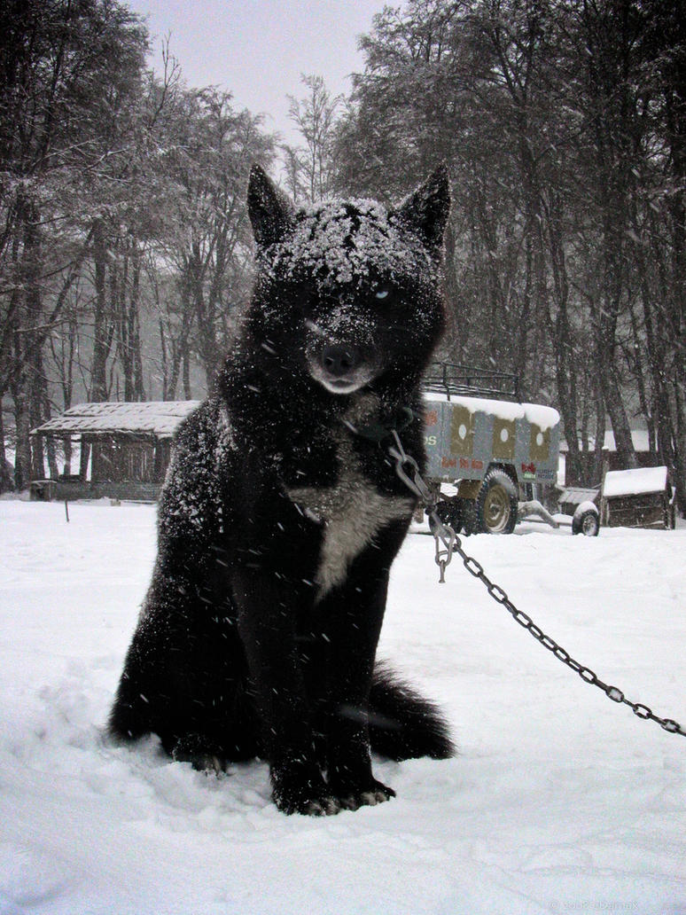 Black Greenland Dog