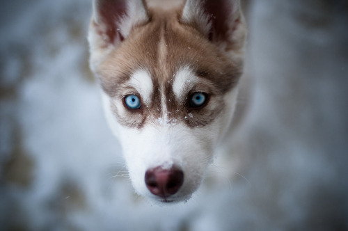 Brown Husky Puppies With Blue Eyes