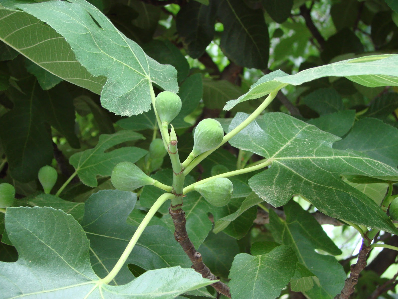 Brown Turkey Fig Tree Pictures