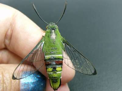 Clear Winged Hummingbird Moth Caterpillar
