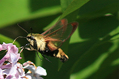 Clear Winged Hummingbird Moth Caterpillar
