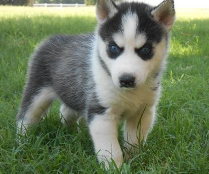 Cute Baby Huskies For Sale