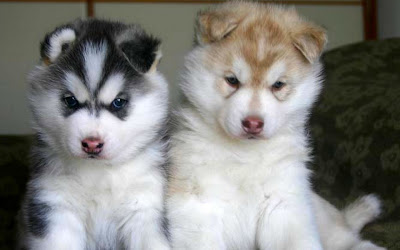 Cute Huskies Puppies