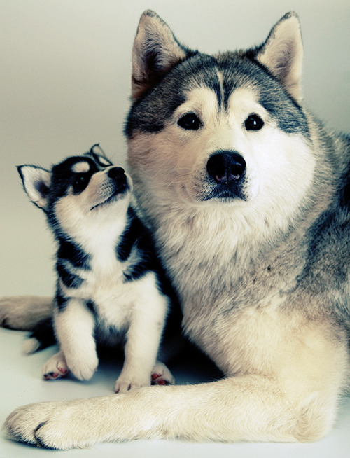 Cute Huskies Puppies