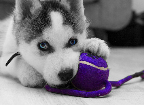 Cute Huskies Puppies With Blue Eyes
