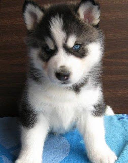 Cute Huskies Puppies With Blue Eyes