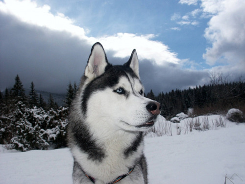 Cute Husky Dog Pictures