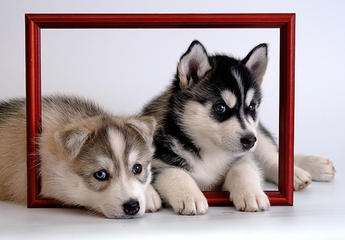 Cute Husky Puppies Wallpaper