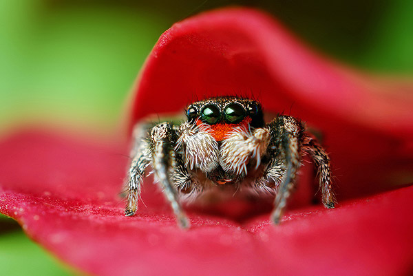 Cute Jumping Spider Gif