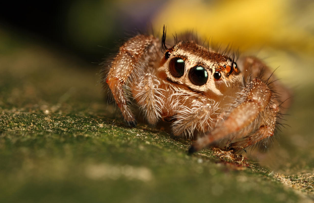 Cute Jumping Spider Gif