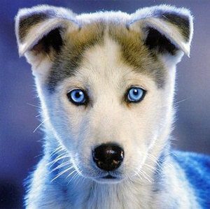 Cute Siberian Husky Puppies With Blue Eyes