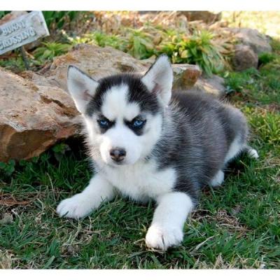 Cute Siberian Husky Puppies With Blue Eyes