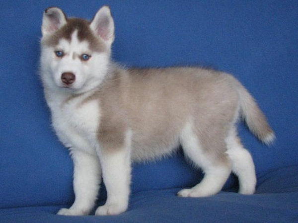 Cute Siberian Husky Puppies With Blue Eyes Wallpapers