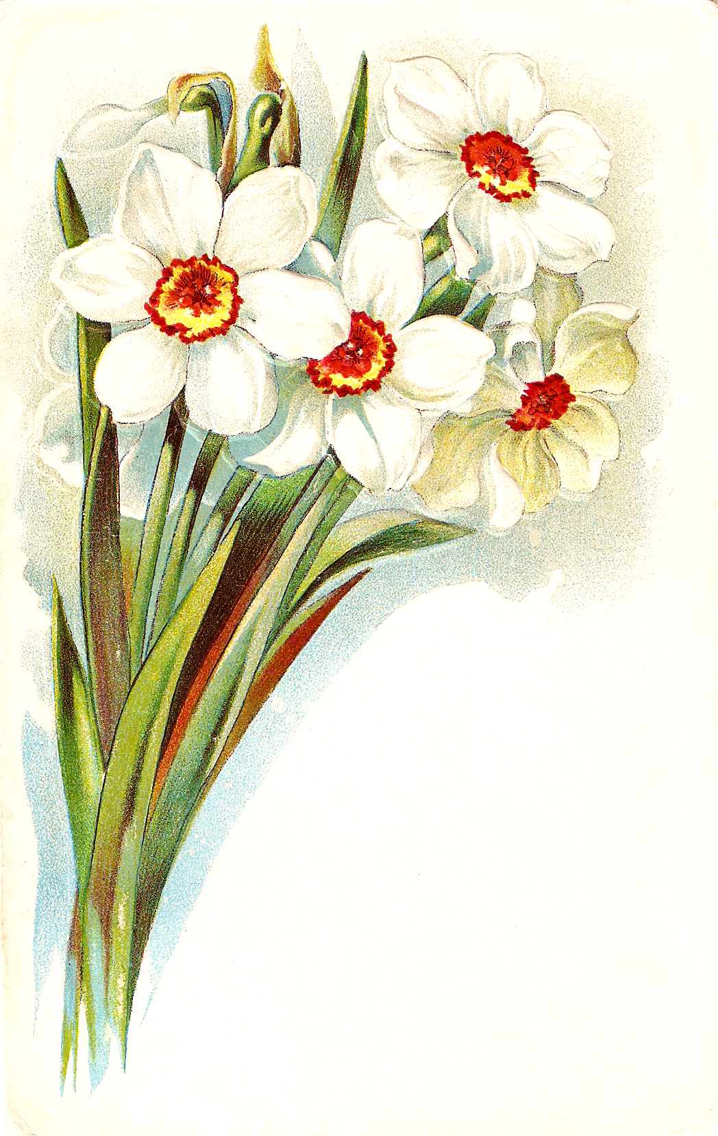 Daffodil Pictures Free