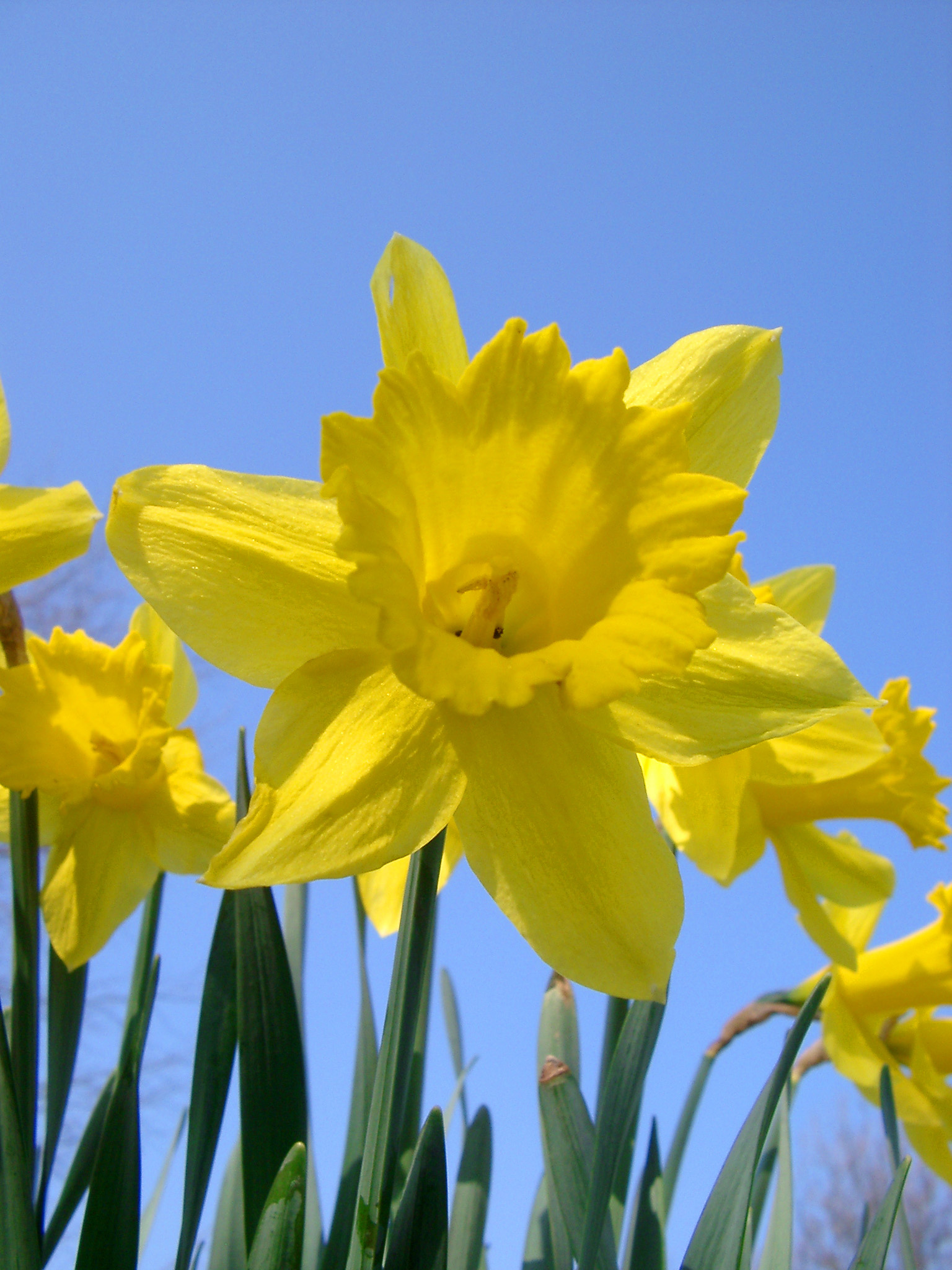 Daffodil Pictures Free