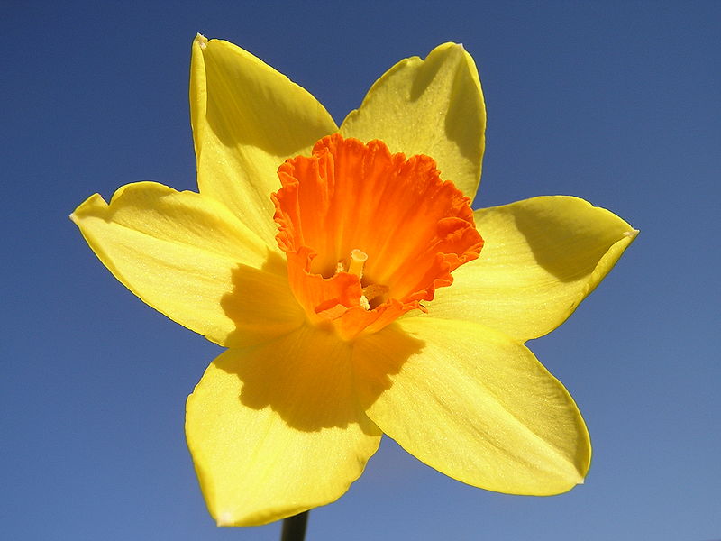Daffodil Pictures