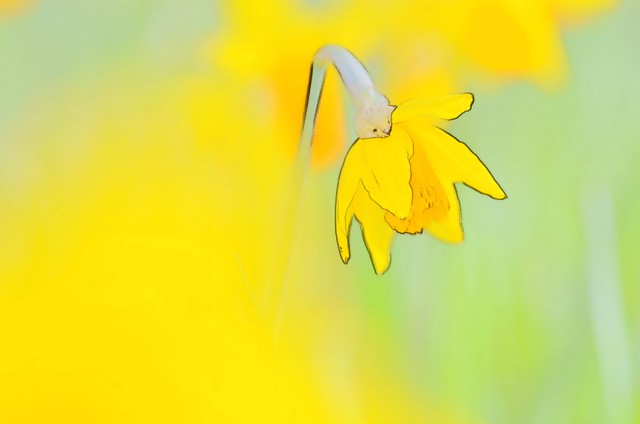 Daffodil Pictures To Color