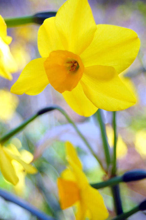 Daffodil Pictures To Color
