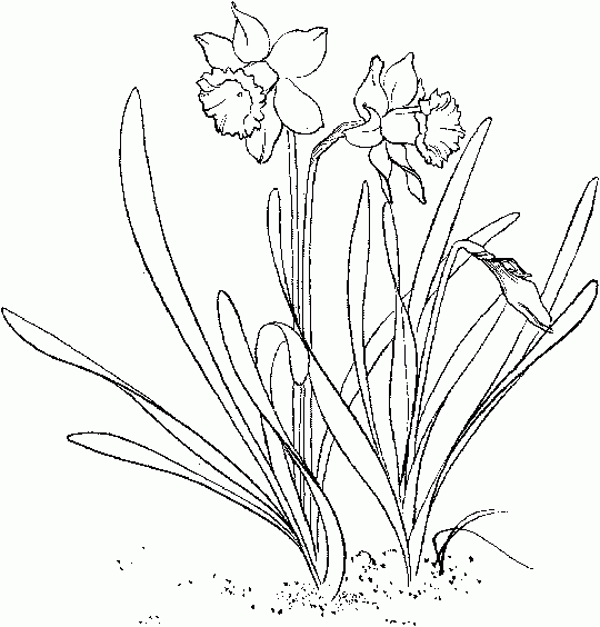 Daffodil Pictures To Colour