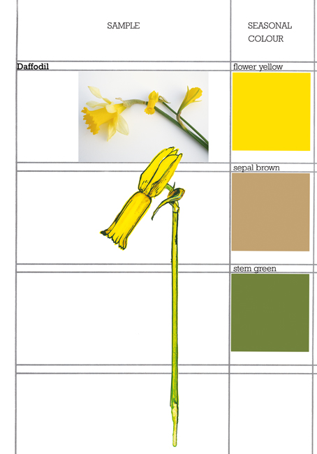 Daffodil Pictures To Colour