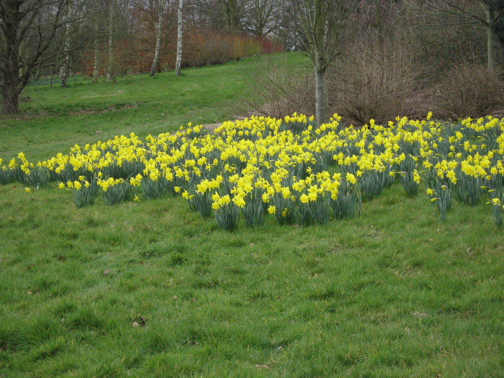 Daffodils Poem Analysis