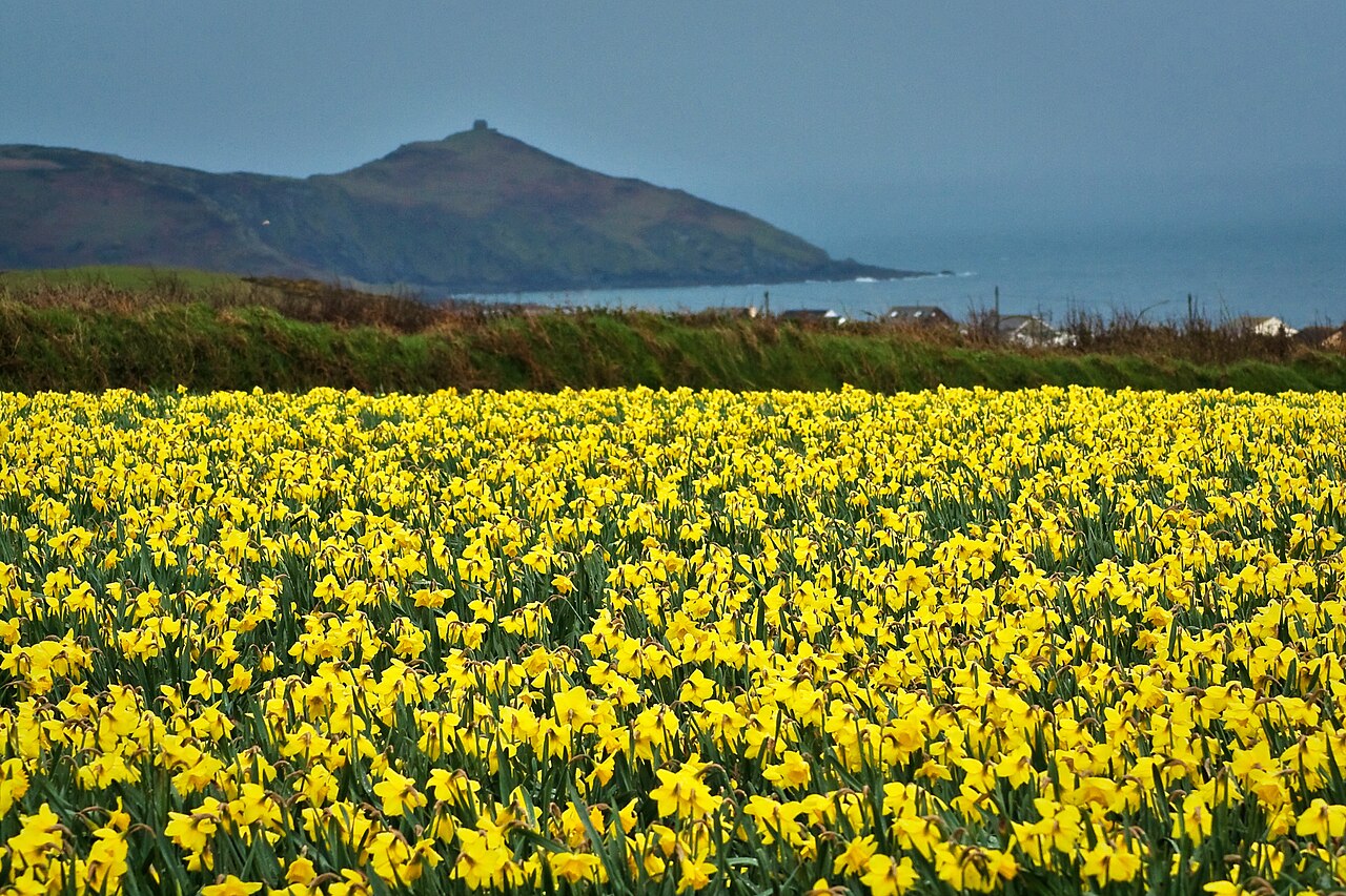 Daffodils Poem By William Wordsworth Audio