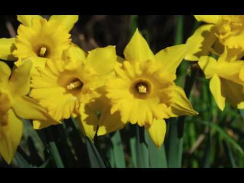 Daffodils Poem By William Wordsworth Download