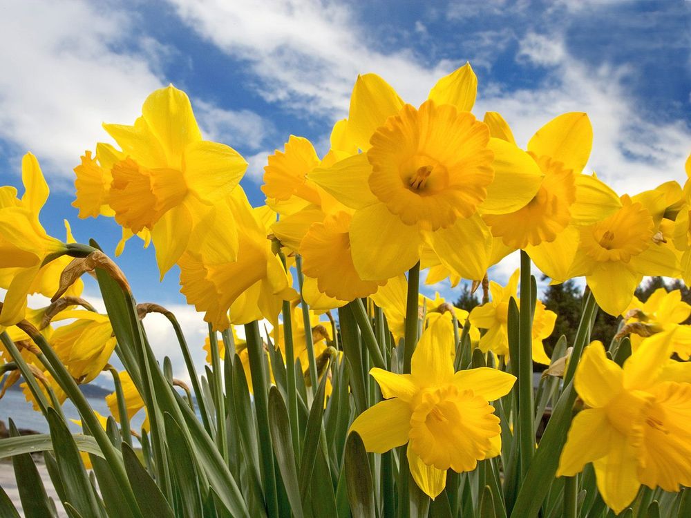 Daffodils Poem By William Wordsworth Meaning