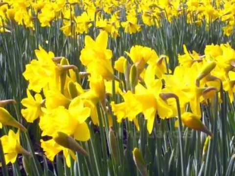 Daffodils Poem By William Wordsworth Pdf