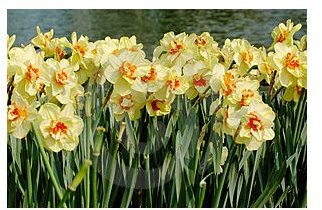 Daffodils Poem By William Wordsworth Poetic Devices