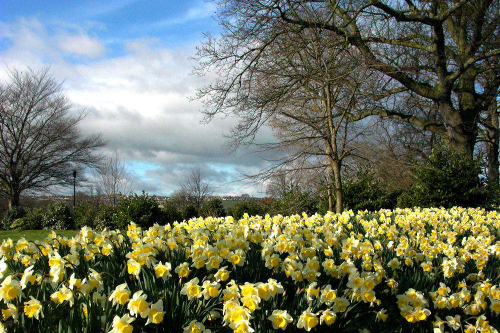 Daffodils Poem By William Wordsworth Summary
