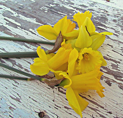 Daffodils Poem By William Wordsworth Summary