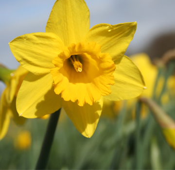 Daffodils Poem By William Wordsworth Theme