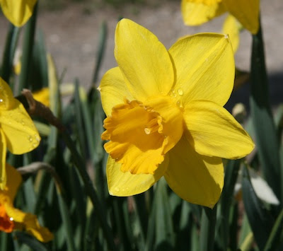 Daffodils Poem Lyrics
