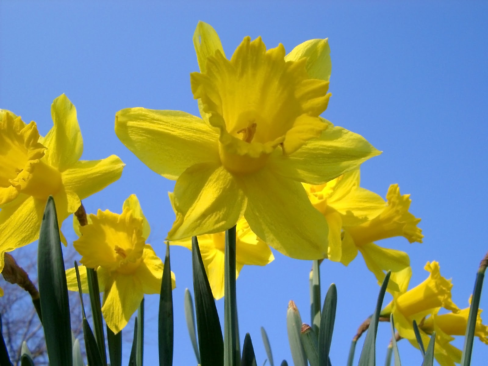 Daffodils Poem Lyrics