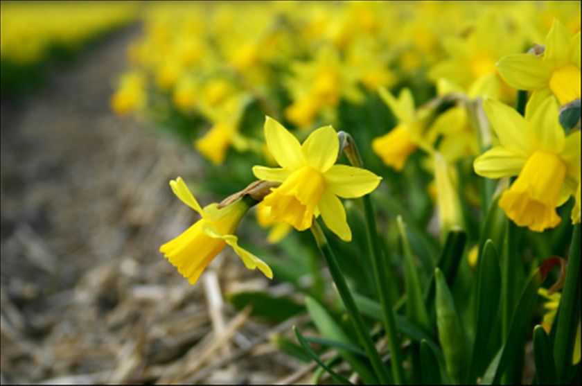Daffodils Poem Meaning