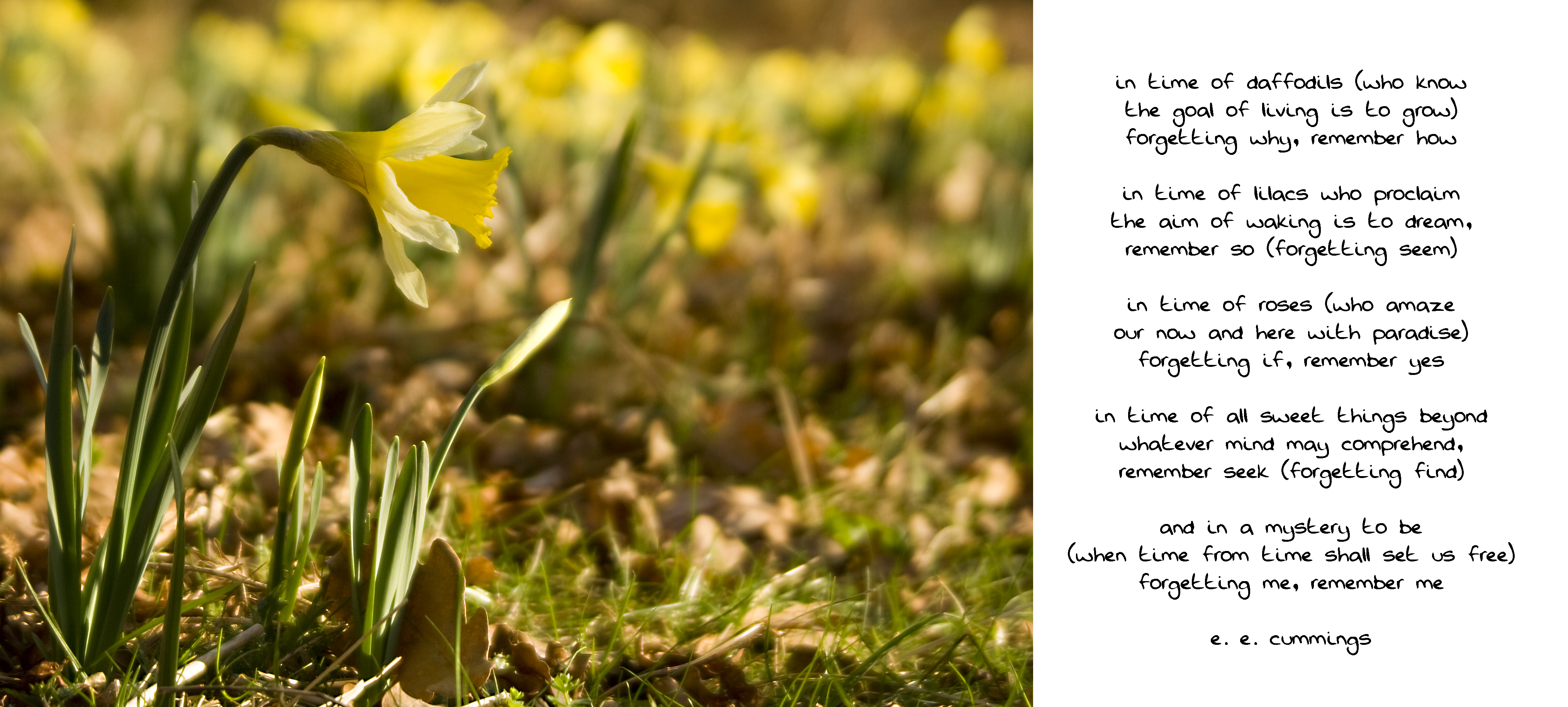 Daffodils Poem Theme