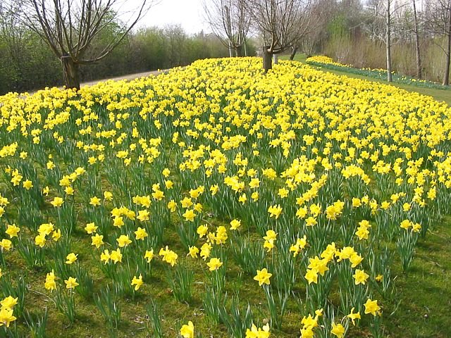 Daffodils Poem Theme