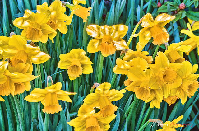 Daffodils Poem Youtube