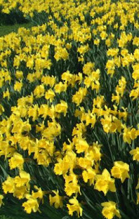 Daffodils Poem Youtube