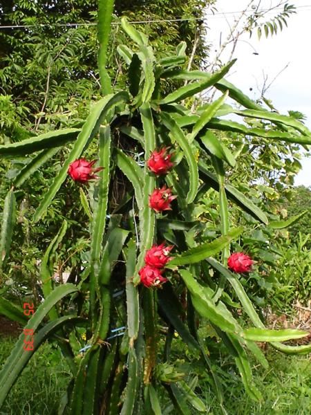 Dragon Fruit Tree For Sale