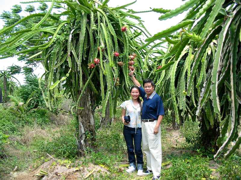Dragon Fruit Tree Growing