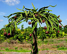 Dragon Fruit Tree Growing