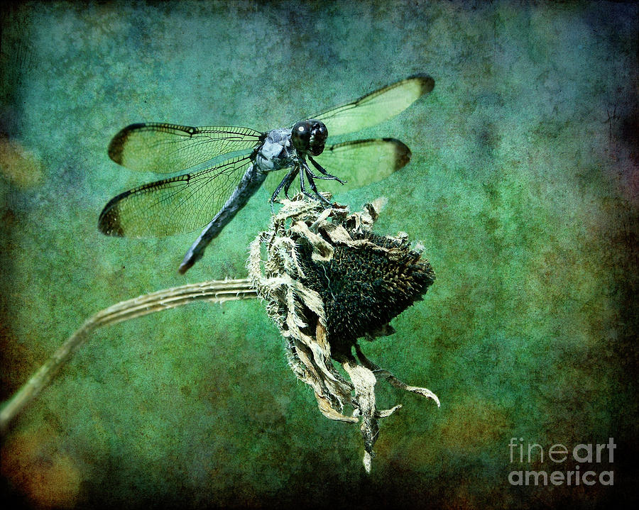 Dragonfly Art