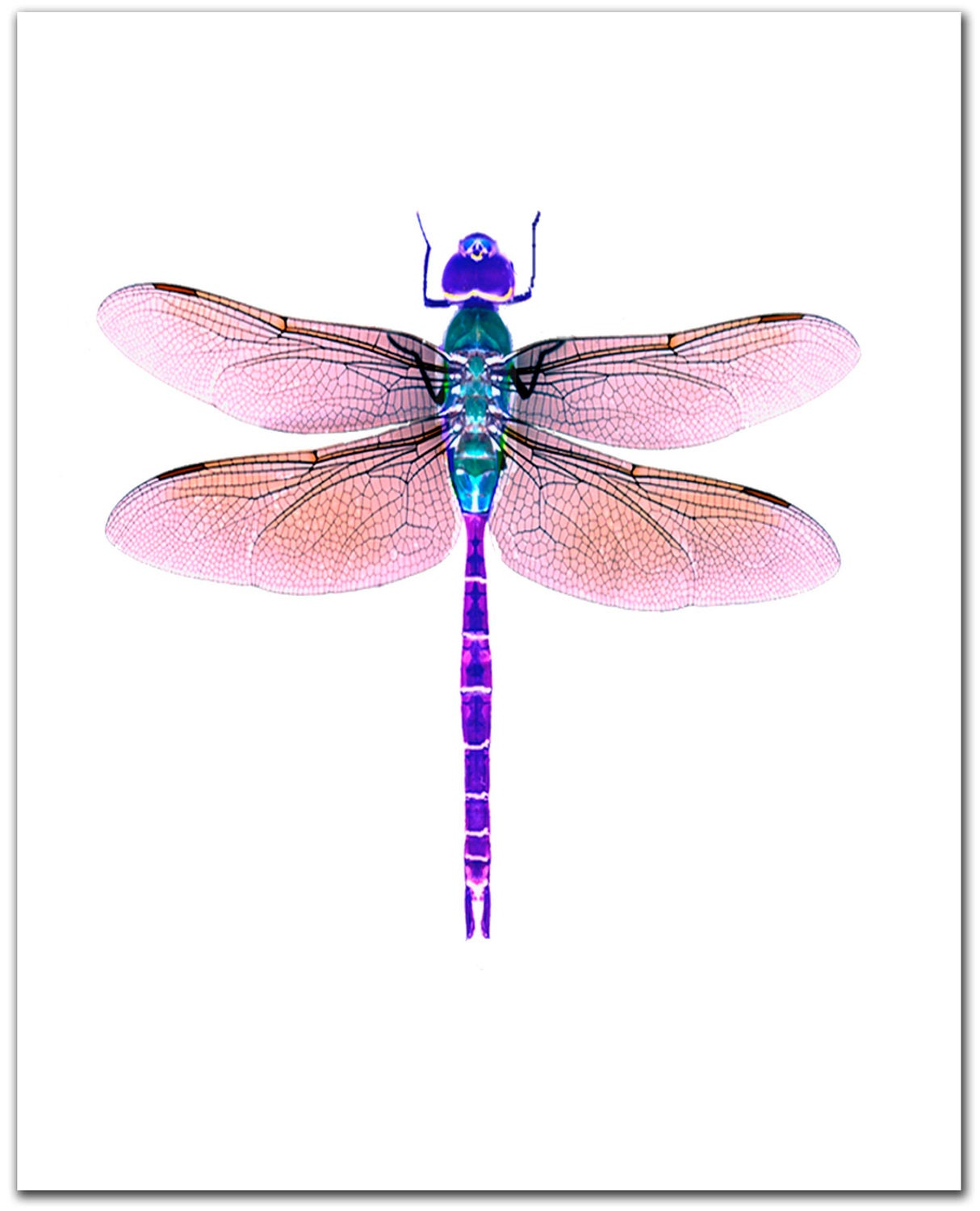 Dragonfly Artwork
