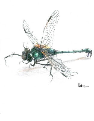 Dragonfly Drawing For Kids