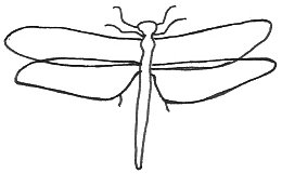 Dragonfly Drawing Template