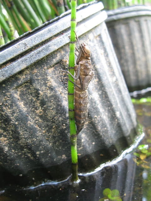Dragonfly Larvae Habitat